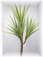 Pandanus Palm